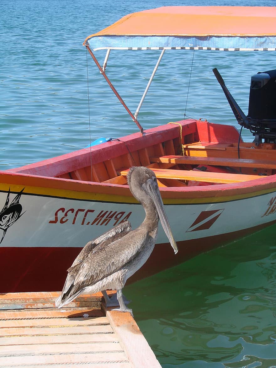 barco, pelicano, pescaria