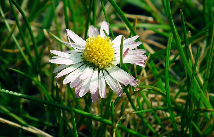 Daisy, gėlė, žolė, žydi, žiedas, augalų, lauke, pievos, vasara, pobūdį