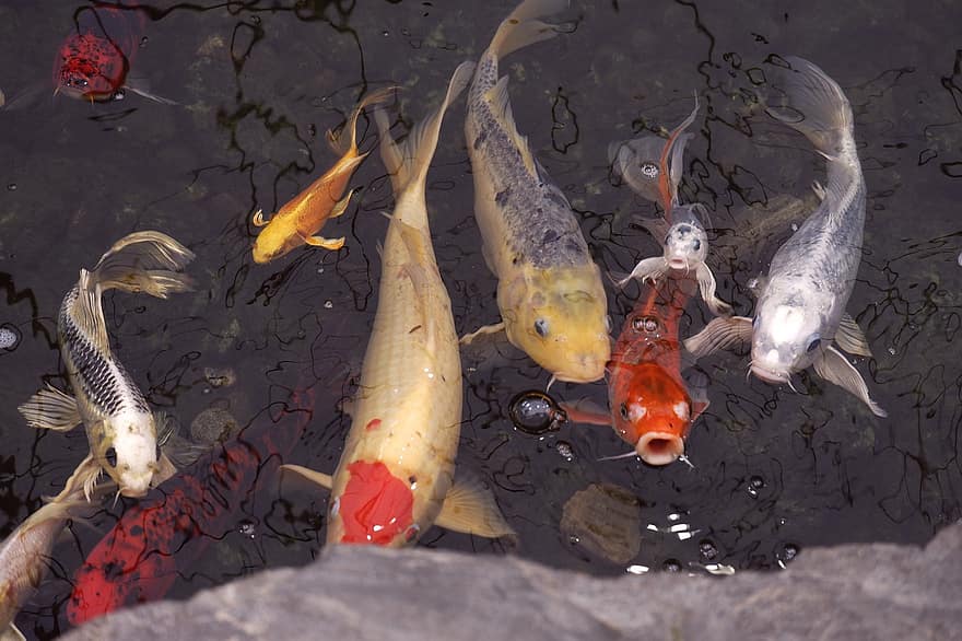 peces, estanque, marina, habitat, carpa koi, pez, carpa, agua, multi color, antecedentes, pez de colores