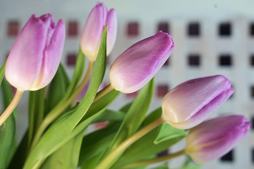 tulipány, pupeny, květiny, jaro, jarní květiny, začátek jara, flóra, listy, rostlina, zahrada