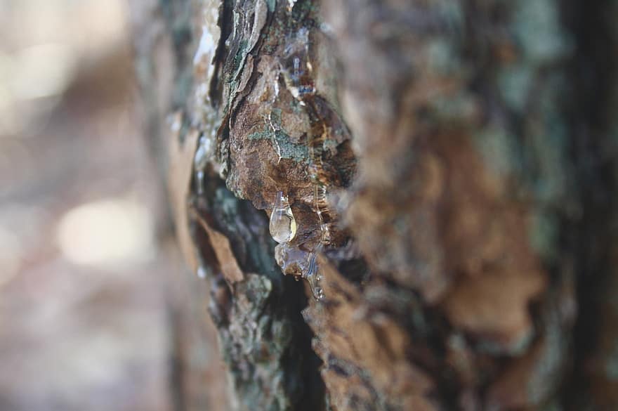 Tree, Pine, Resin, Conifer, Forest, Nature, close-up, backgrounds, macro, rock, wood