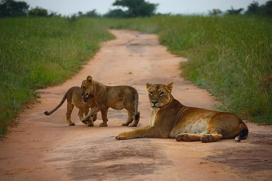 leoaică, cubs, animale, animale sălbatice, Baby Lions, lei, mamifere, natură, leu, felin, animale în sălbăticie