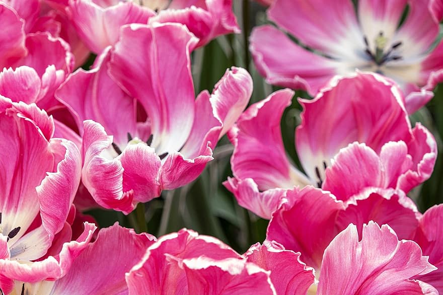 Hoa tulip, bông hoa, cánh hoa, hoa nở, mùa xuân, cận cảnh, cây, đầu hoa, màu hồng, sự tươi mát, Lá cây
