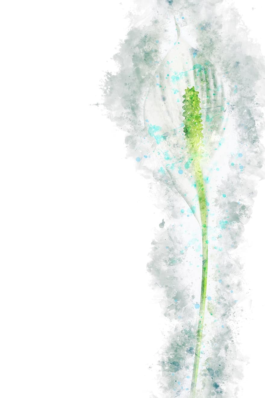 Watercolors, Peace Lily, Flower, Plant, Lily, Bloom, Botany, Isolated, Single, Spathiphyllum, White