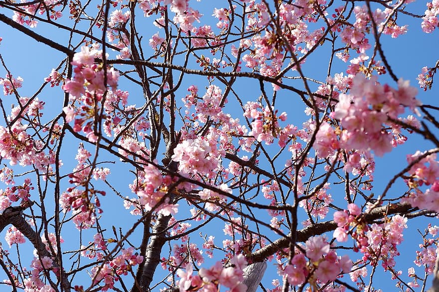 Kirsebær blomster, blomster, himmel, forår, japan, afdeling, lyserød farve, træ, sæson, blomstre, blomst
