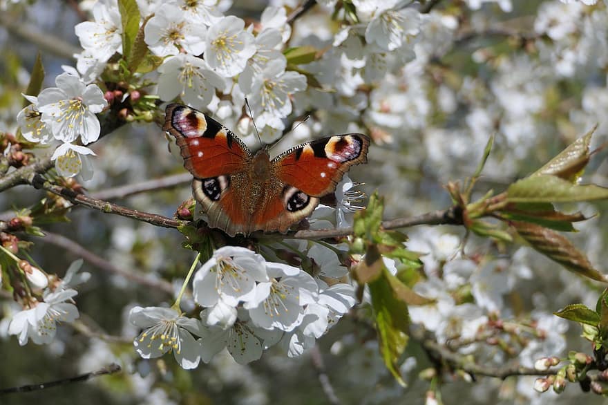 sommerfugl, blomstrer, vår, tre, blomst, natur, påfugl sommerfugl, påfugløye, nærbilde, våren, insekt