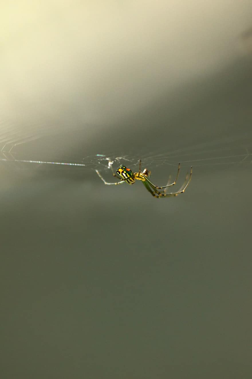 laba-laba, serangga, web, vintage, alam, arakhnida, arachnofobia, kumbang, binatang, dekat, arthropoda
