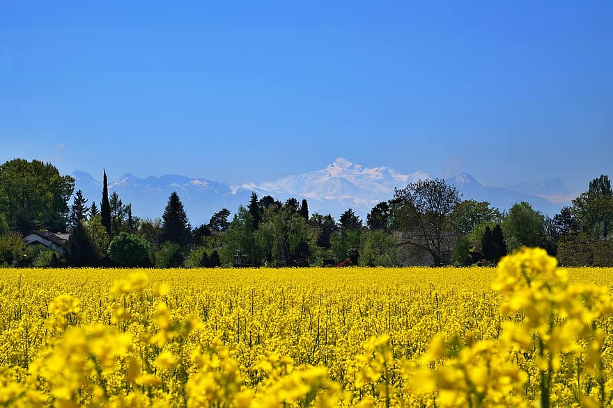 Mark, rapsfrø, bjerg, Mont Blanc, gule blomster, blomster, flor, natur, landskab, forår, landbrug