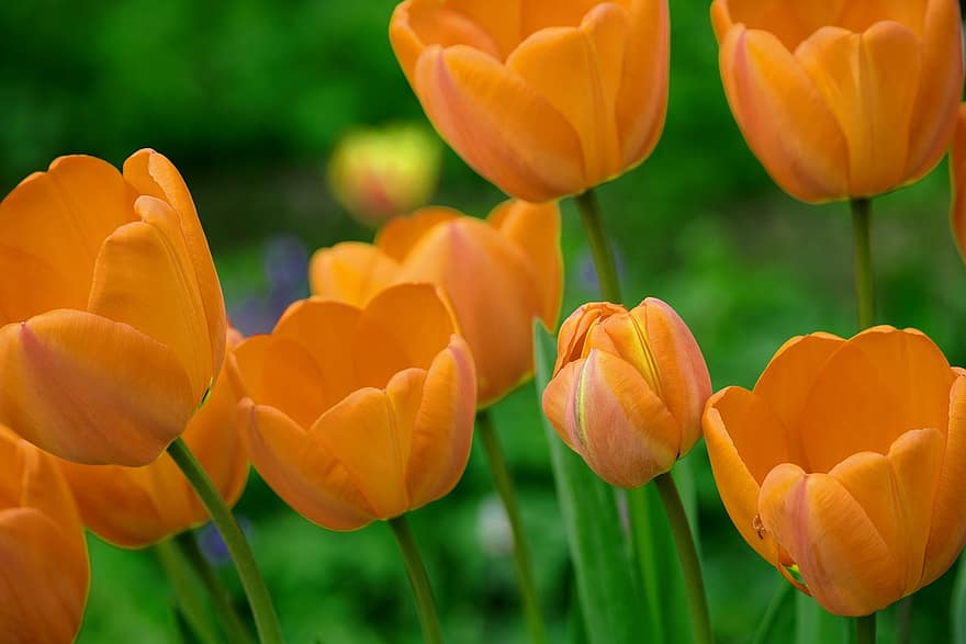 Tulpen, orange Blumen, Blumen, Blütenblätter, orange Blütenblätter, Frühlingsblumen, blühen, Flora, Pflanzen