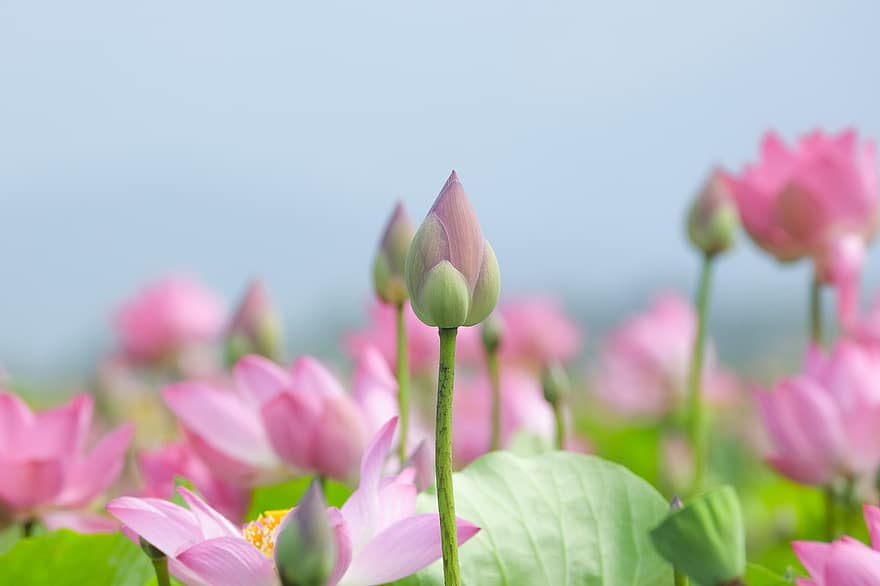 Lotus, Blumen, Knospen, Rosa, Vietnam, Pflanze, Blume, Sommer-, Blütenblatt, Blütenkopf, pinke Farbe