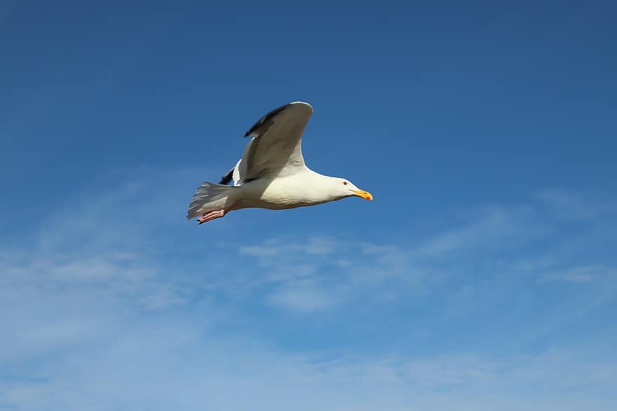Bird, Seagull, Ornithology, Species, Animal, Avian, Fauna, Gull, blue, flying, beak