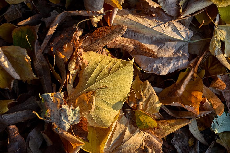 秋、落ち葉、葉、自然