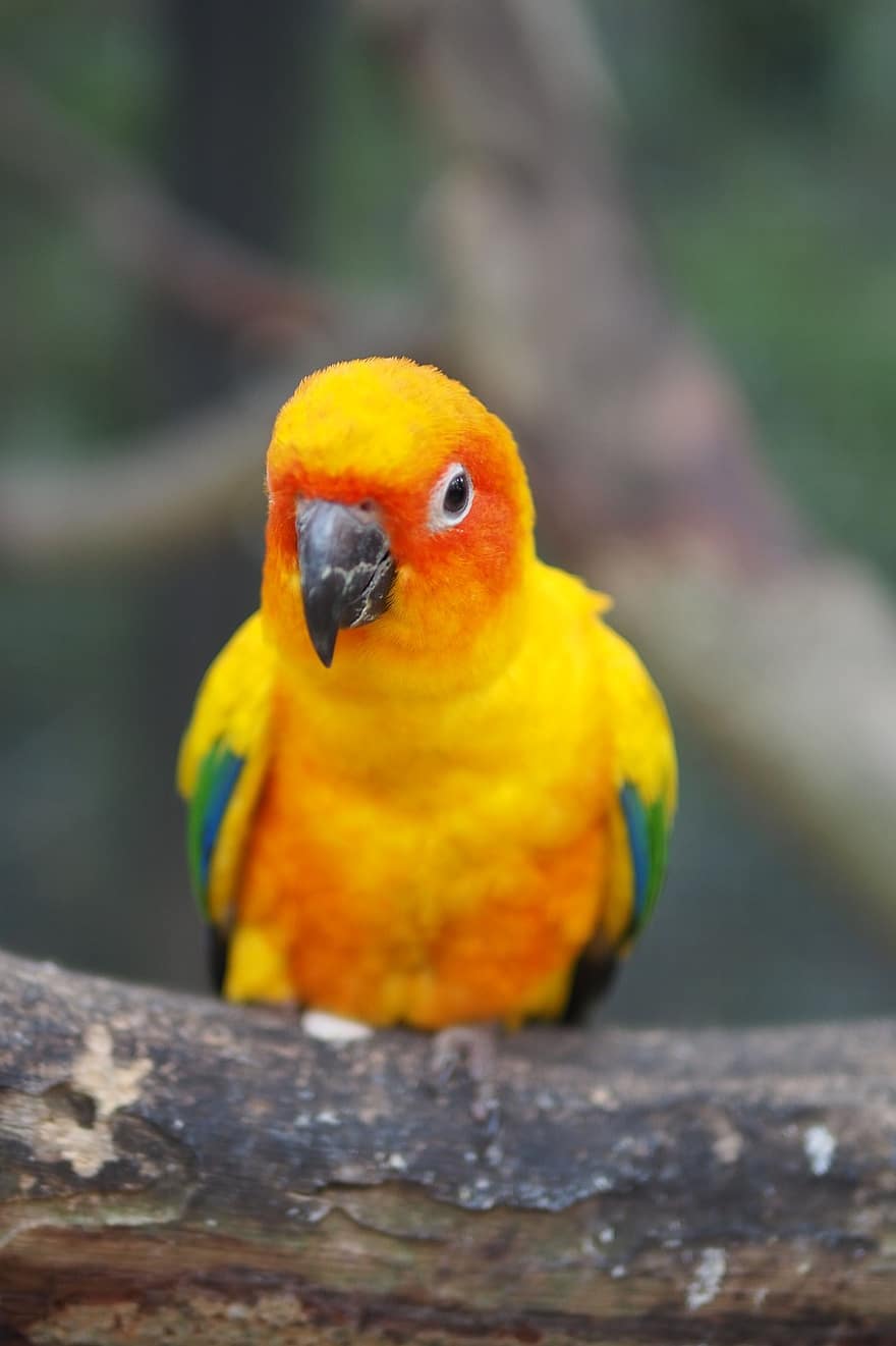 papegoja, fågel, fjädrar, fjäderdräkt, sun conure, färgrik, näbb, vingar, aratinga, solstitialis, djur