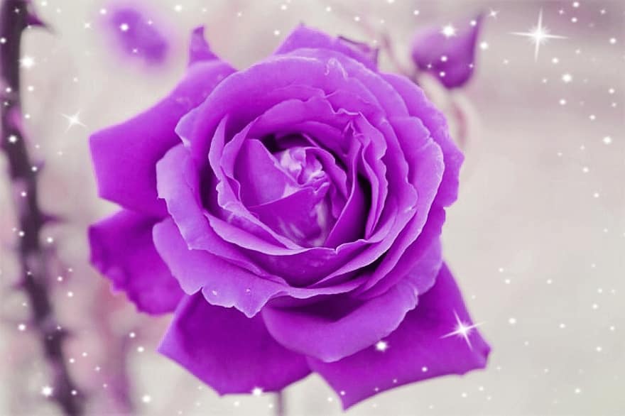 Rose, lilla, romantisk, tæt på, blomstre, flor, blomster, violet
