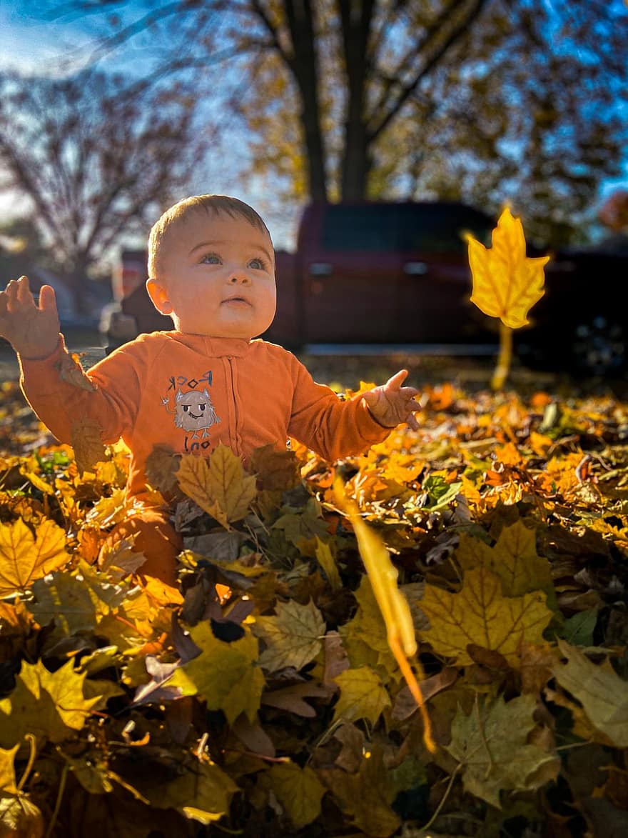 dítě, sedící, listy, venku, syn, mladý, portrét, javorové listy, podzim