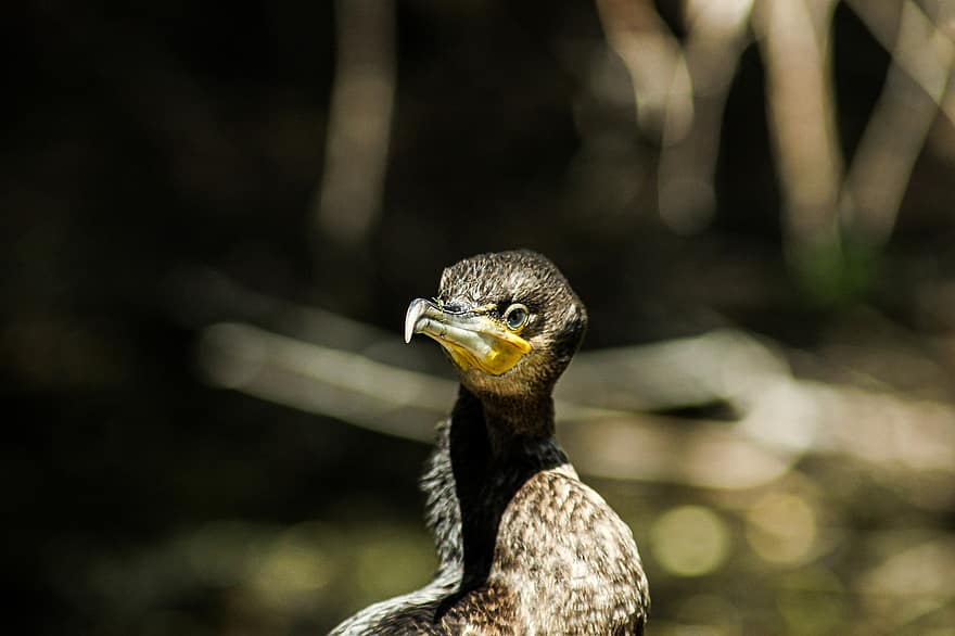 didelis kormoranas, paukščių stebėjimas, Dunojaus delta, Rumunija, Mahmudija, Carasuhatarea, Paukščių grafika, paukščių, Valtys, išsaugojimas, ekologija