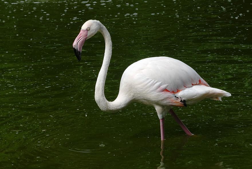 flamingo, lintu, eläintarha, Albino Flamingo, kahlaaja, eläin, vesilintu, villieläimet, laskuttaa, nokka, höyhenet