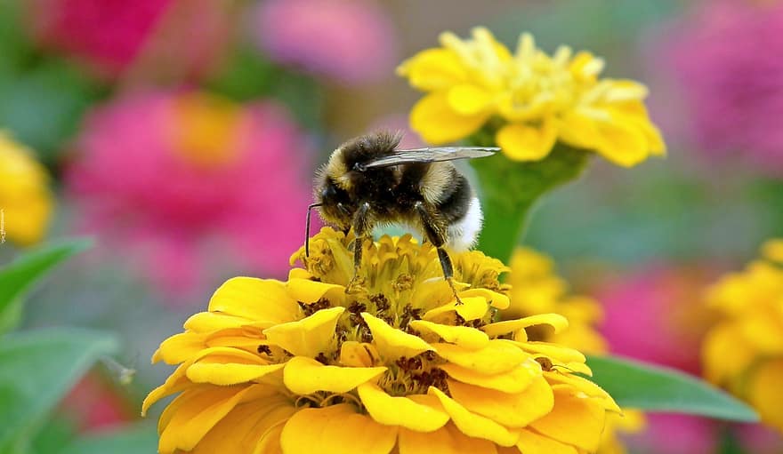 humle, insekt, blomster, hage, pollinering, nektar, pollen, vinger