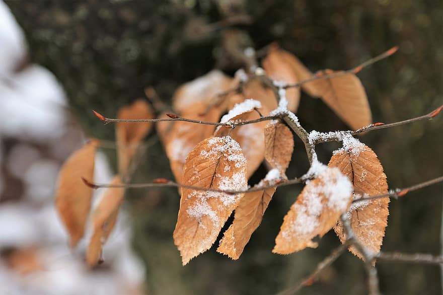 hojas secas, rama, nieve, invierno, temporada, naturaleza, al aire libre, hojas, follaje, Nevado, escarcha