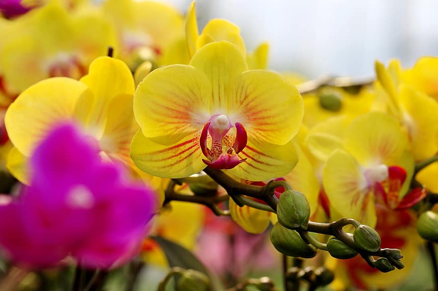 orkidéer, blommor, blomma, phalaenopsis, växter, blommande växter, flora, natur