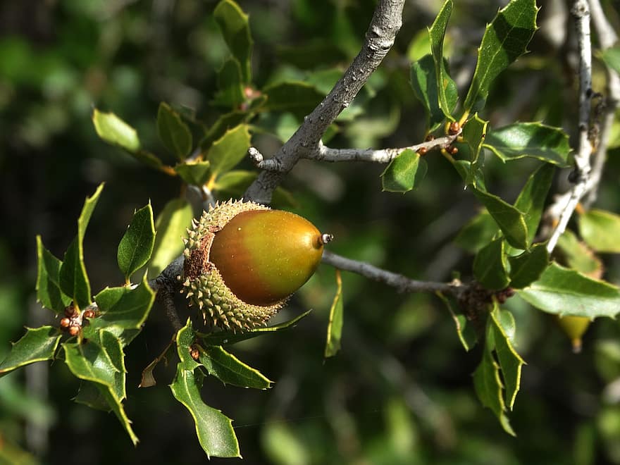 Gỗ sồi thường xanh, Holly Oak, cây sồi holm, cây sồi, acorn, Thiên nhiên, Lá cây, cận cảnh, cây, chi nhánh, trái cây