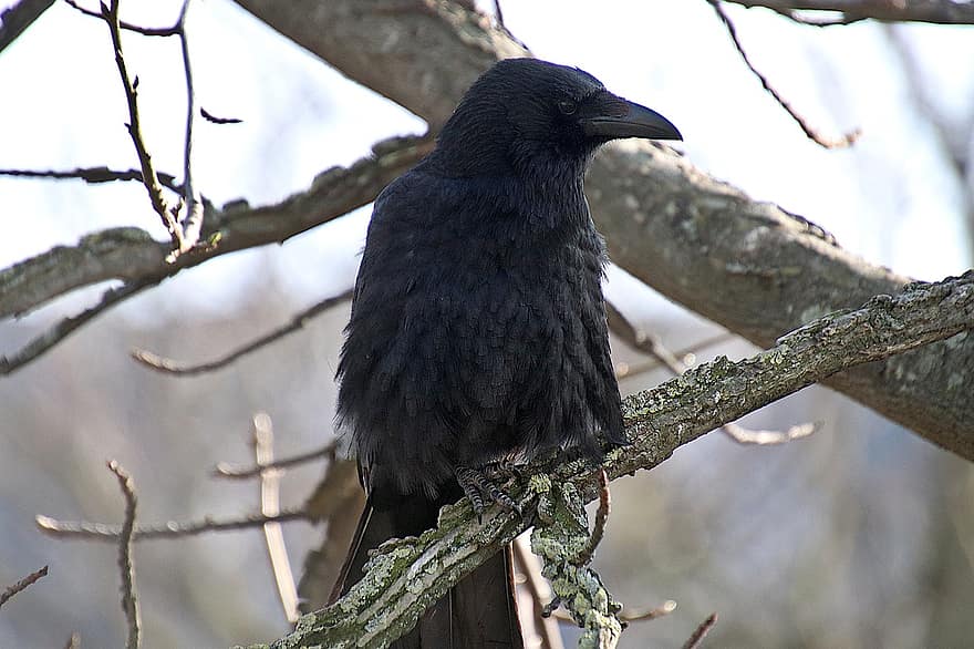 вороной, птица, черная птица, ветви, взгромоздился, сидящая птица, перья, черные перья, оперение, пр, птичий