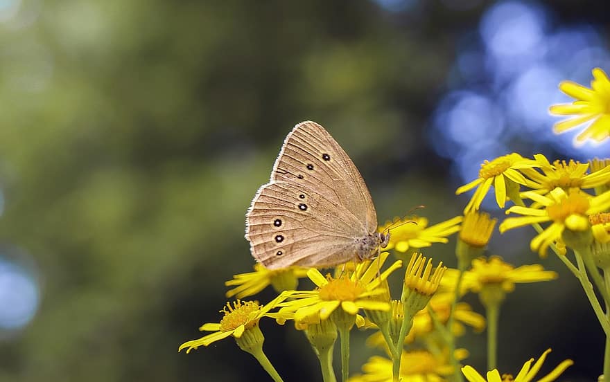 バタフライ、昆虫、翼、ベージュ、花、花びら、przestrojenie芝生、壁紙
