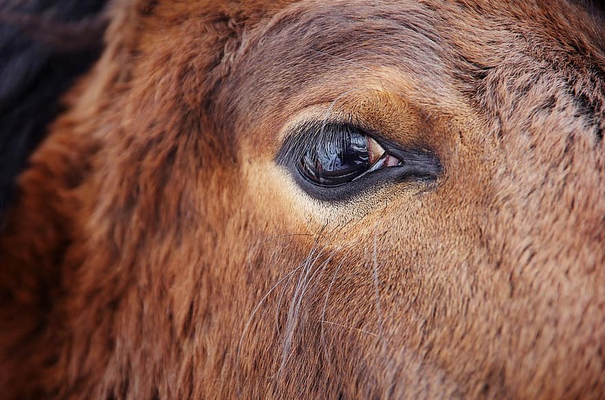 caballo, ojo, marrón, pelo, animal, naturaleza, invierno, de cerca, cabeza de animal, granja, escena rural