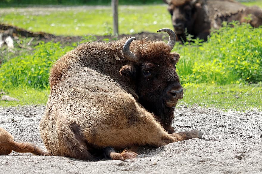 bison, tjur, idisslare, klok, Bison Bonasus Horned, vild, återhämtning, däggdjur, europeisk bison, slutvapenbärare