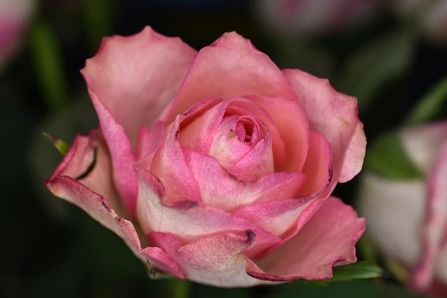роза, цвете, растение, Rosa, листенца, розова роза, розово цвете, разцвет, цвят, декоративно растение, флора