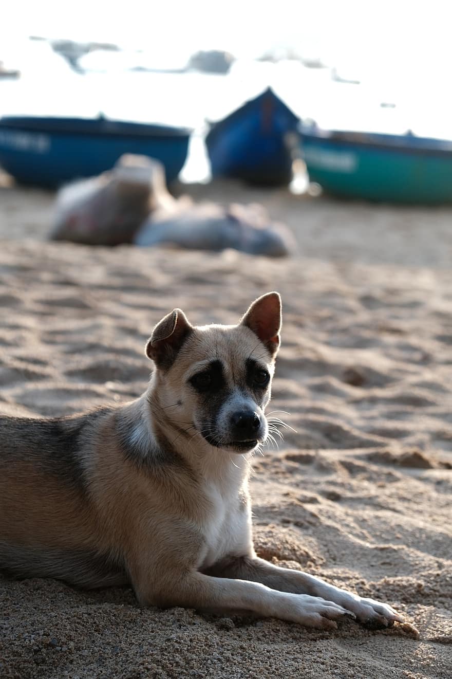 strand, hond, eiland, huisdieren, schattig, hoektand, rasechte hond, puppy, zomer, klein, op zoek