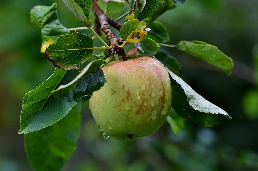 pohon apel, apel hijau, buah, pohon buah, cabang, pohon, sehat, makanan, basah, tetesan, tetesan embun