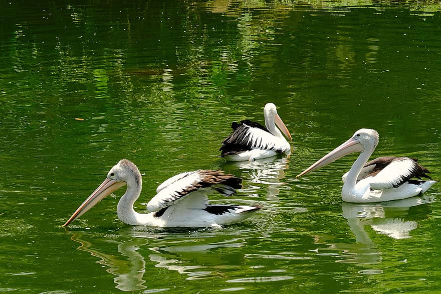 pelikāni, putni, ezers, dīķis, ūdens vistas, ūdensputniem, savvaļas dzīvnieki, knābis, spalvu, dzīvniekiem savvaļā, ūdens