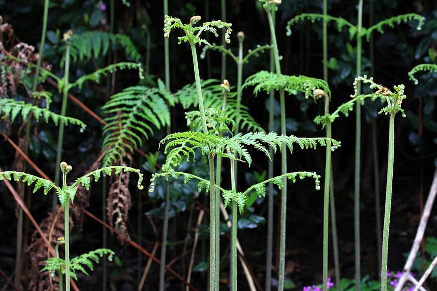 Fern, Plants, Forest, Leaves, Fronds, Nature, leaf, plant, green color, close-up, growth