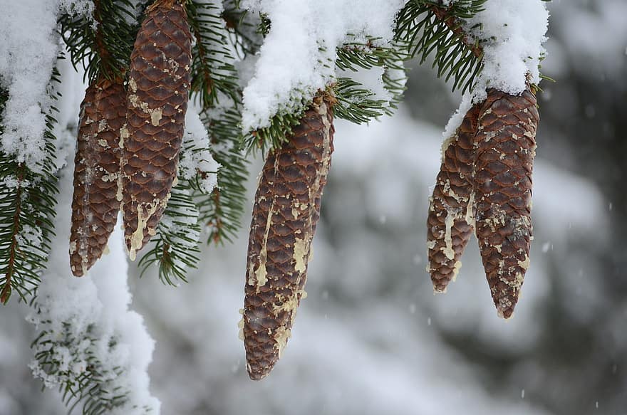 gran kegler, træ, sne, gran nåle, fyrretræ, grene, nåletræ, kold, vinter, jul, Skov