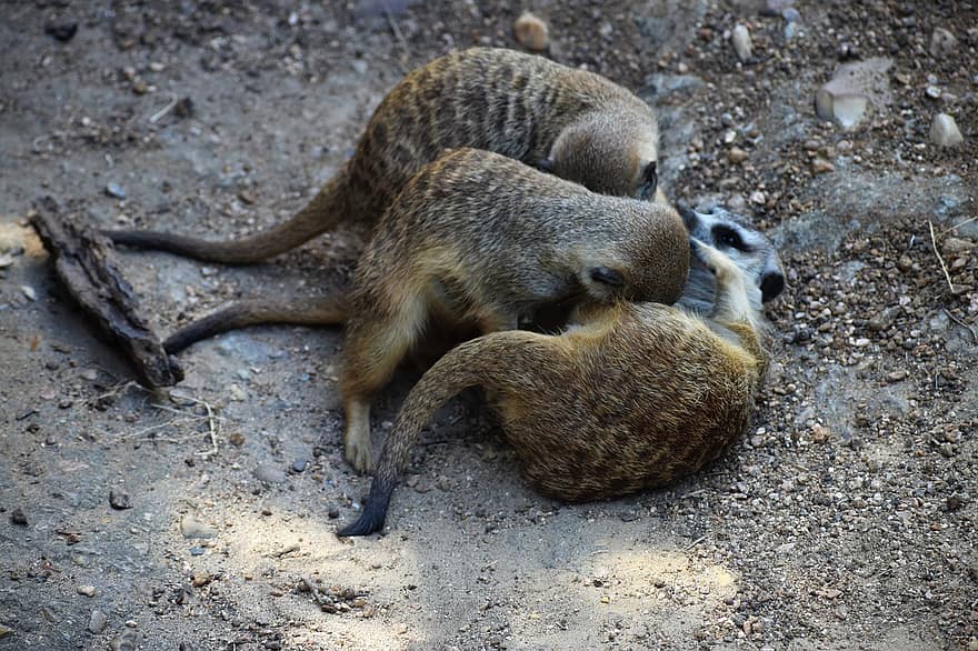 meerkats, των ζώων, θηλαστικά, ζευγάρωμα, γούνα, μαχητικός, ΖΩΟΛΟΓΙΚΟΣ ΚΗΠΟΣ, άγριος, άγρια ​​ζωή, φωτογραφία άγριας φύσης, suricate