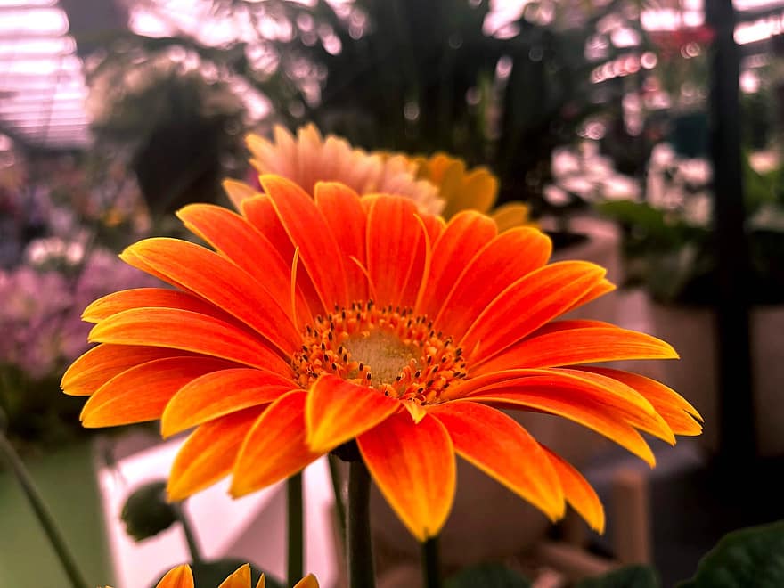 хризантема, цвете, оранжев цвете, листенца, оранжеви венчелистчета, разцвет, цвят, флора, растение