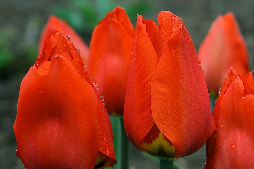 tulipany, kwiaty, roślina, czerwone tulipany, płatki, kwiat, flora, wiosna, krople rosy, kropelki wody, ogród