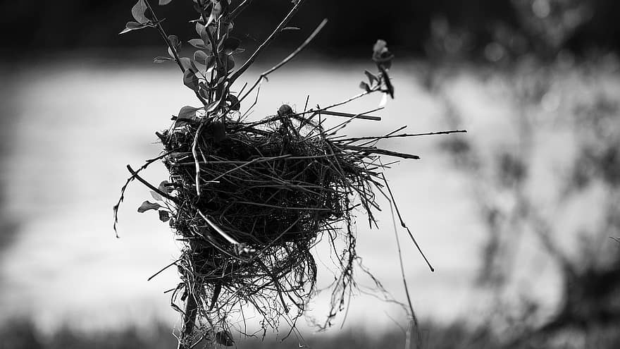 le nid d'oiseau, région sauvage, faune, la nature, nid animal, branche, arbre, noir et blanc, fermer, animaux à l'état sauvage, le bec