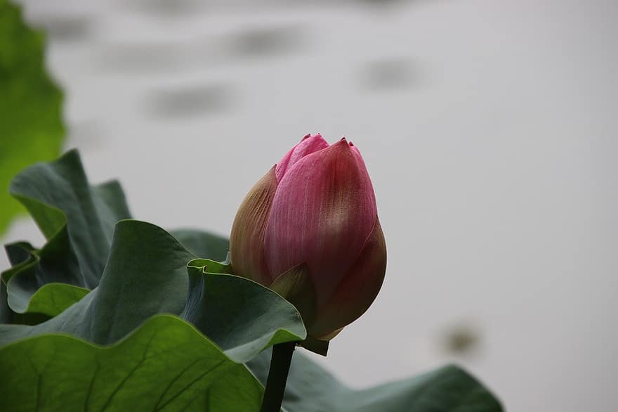 lotus, flower bud, water lily, nature, leaf, plant, flower head, petal, flower, close-up, summer