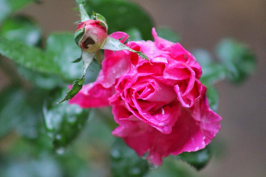 Rose, fleur, rosée, bourgeon, des gouttes de rosée, fleur de rose, pétales, pétales de rose, Floraison, flore, la nature