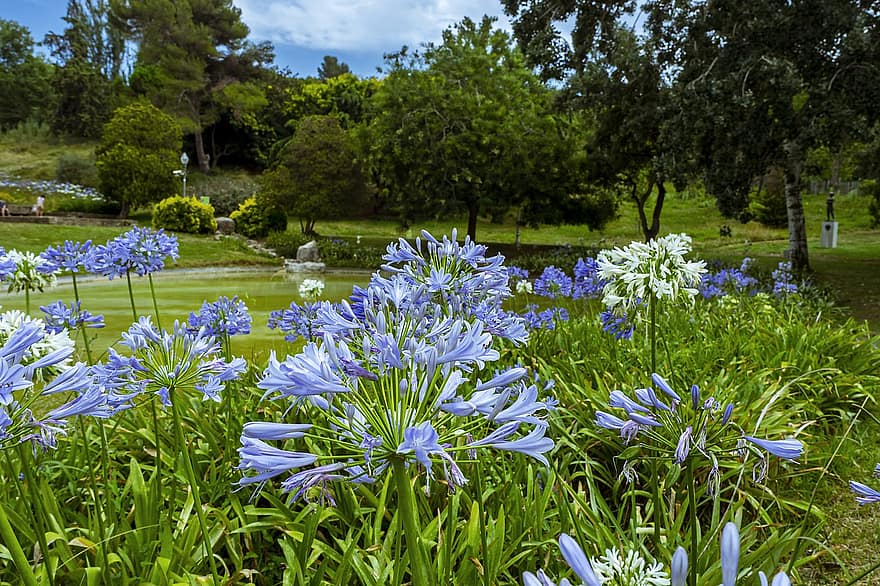 λουλούδια, φυτά, πάρκο, κήπος, άνοιξη, καλοκαίρι, φύση, πράσινος, μπλε