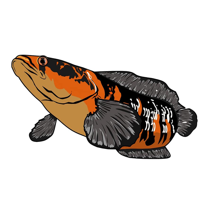 Чана Марулиоидес, Император Snakehead, риба, чертеж, изолиран, графична колекция, илюстрация, вектор, карикатура, под вода, Морска храна