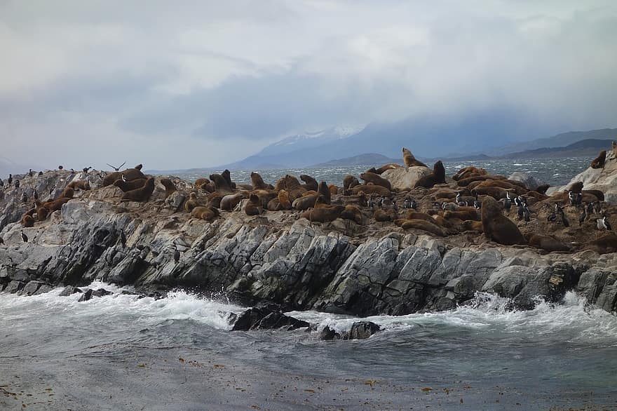 oroszlánfókák, tengerpart, sziklák, beagle csatorna, Argentína, Patagónia, természet, fauna