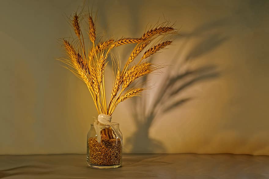 espigas de trigo, grãos de trigo