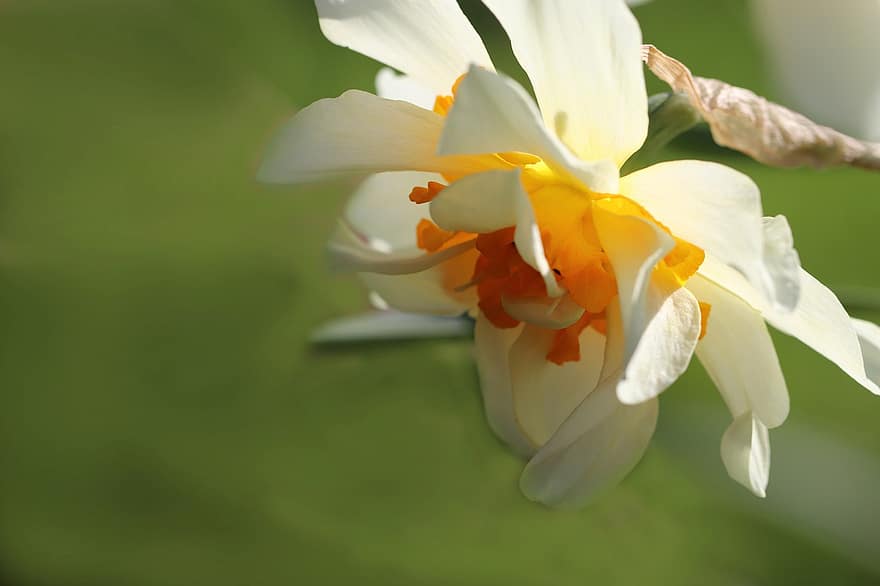 gele narcis, Pasen Bell, bloemblaadjes, bloesem, bloeien, bloem, fabriek, dubbele bloemen, tuin-, snijbloem, de lente