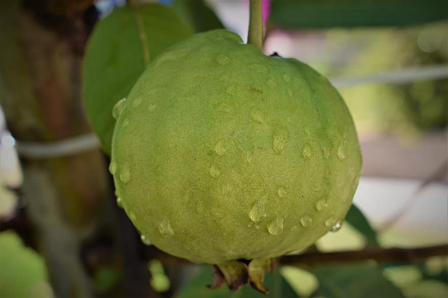 guava, frugt, mad, frisk, sund og rask, moden, organisk, sød, fremstille, høst, dug dråber