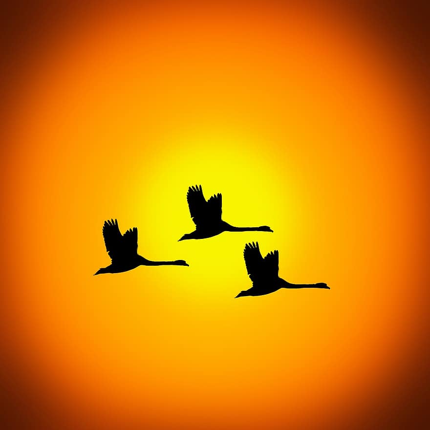 siluetes, ocells, sol, sortida del sol, naturalesa, posta de sol, volar, Corb, cel, volant