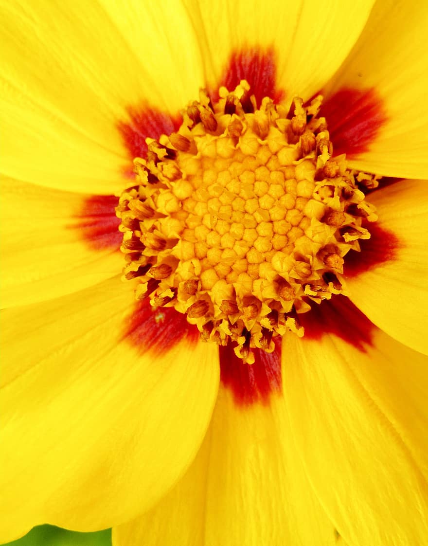 Đánh dấu hạt giống, coreopsis, Coreopsis hoa lớn, Hạt giống Tick có hoa lớn, mặt trời mọc, bông hoa, hoa, nhụy hoa, màu vàng, Thiên nhiên, mùa xuân