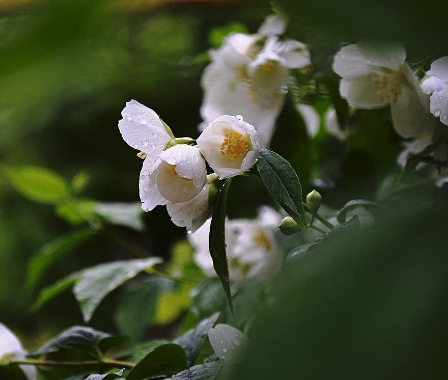 jasmijn, bloemen, regendruppels, tuin-